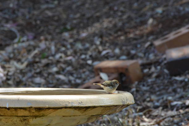 istock Yellow Rumped Thornbill Bird 1160895104
