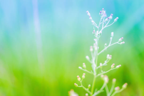 Soft focus grass flower blooming spring nature wallpaper   background