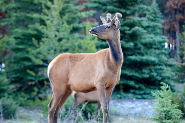 istock Wild Elk in Jasper National Park 1160896620