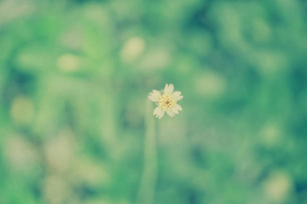istock sof focus  tropical grass flower  blooming spring nature wallpaper background 1160897671