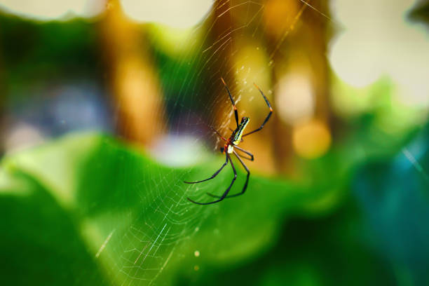 istock spider  make a web in nature  in nature ,Thailand 1160899366