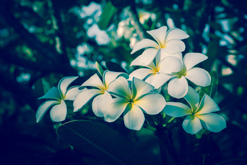 White Plumeria Flower Blooming Spring Nature Wallpaper Background Stock  Photo - Download Image Now - iStock