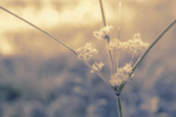 istock grass flower blooming  spring nature wallpaper background 1160899969