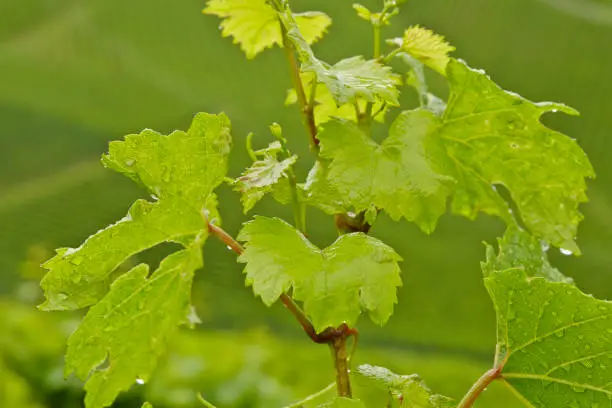 Close-up of vine leaves - Famous Austrian wine-growing area of southern Styria