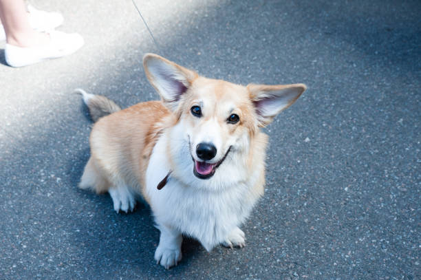 istock Cheerful welsh corgi looks up at the camera 1160900666
