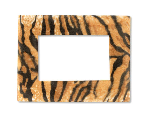 istock Wildlife fur tiger photo frame isolated on white 1160900720