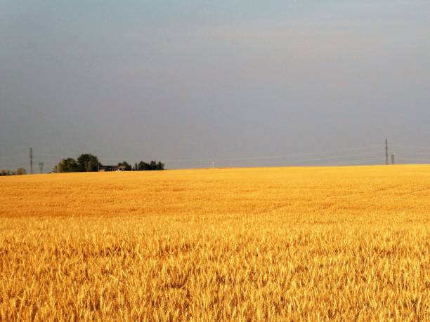 istock Ripe Grain Field in Alberta Canada 1160900748