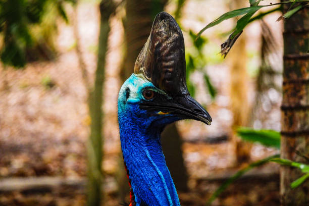 istock Blue Cassowary head with large brown horn 1160901880