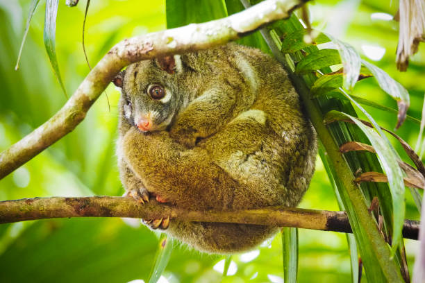 istock Green ringtail possum (Pseudochirops archeri) sitting on a branch 1160901894