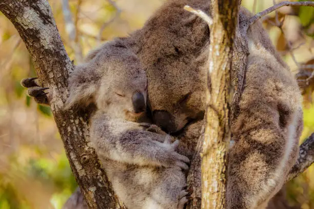 Koala mother and baby cuddling together