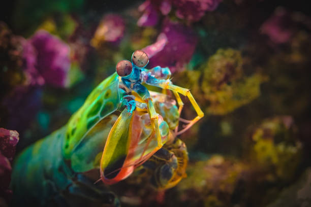 Colourful Mantis Shrimp watching you Colourful Mantis Shrimp watching you great barrier reef coral stock pictures, royalty-free photos & images