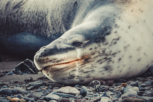 Head of a Leopard seal (Hydrurga leptonyx)