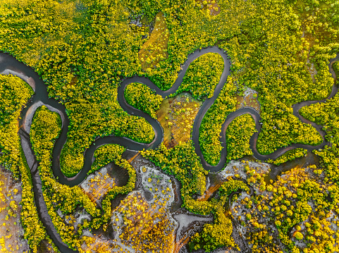 Creek meandering between the mangroves from straight above