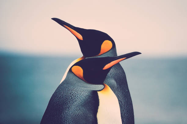 King Penguin couple King Penguin couple (Aptenodytes patagonicus) standing in front of each other falkland islands photos stock pictures, royalty-free photos & images