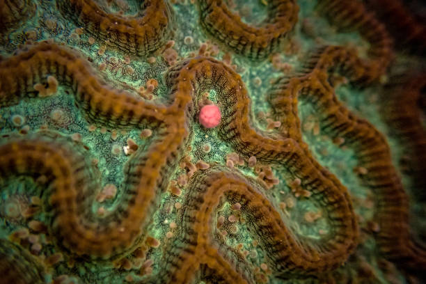 Egg-sperm bundle released by the brain coral Platygyra deadalea which happens once per year in the Great Barrier Reef