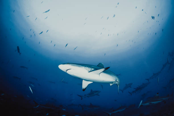istock Blacktip reef shark swimming in the blue 1160901966