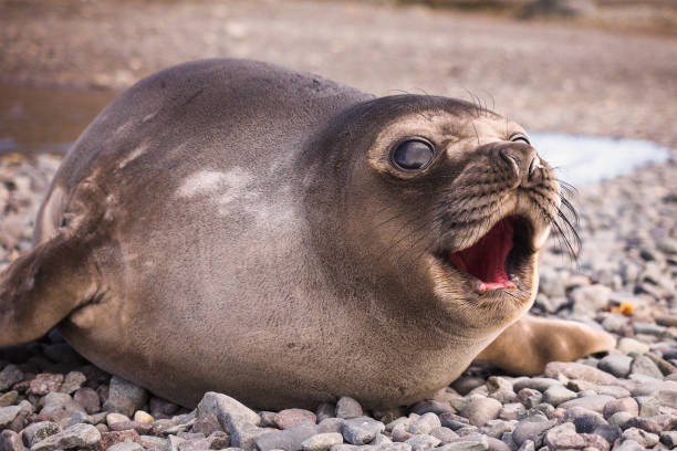 Crying Baby Southern Elephant Seal Baby Southern Elephant Seal (Mirounga leonina) crying falkland islands photos stock pictures, royalty-free photos & images