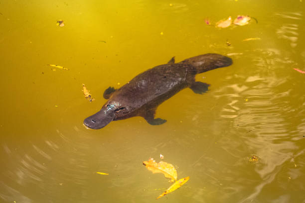 platypus en un río de aboth - ornitorrinco fotografías e imágenes de stock