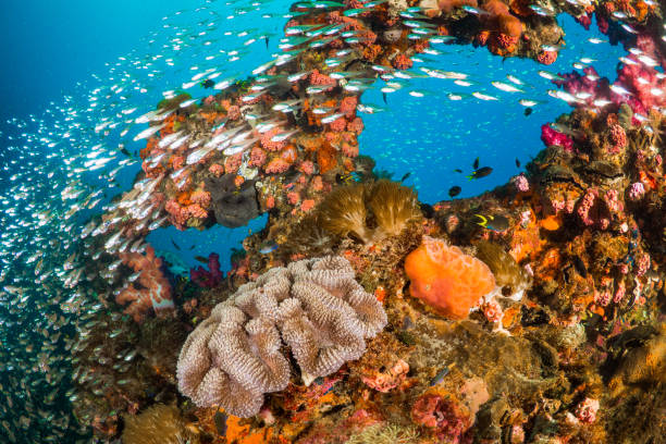 istock Vibrant coral reef with hundreds of glass fish 1160902011