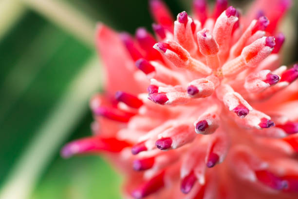 istock Close up Red flower with warm light on background blurred 1160902111