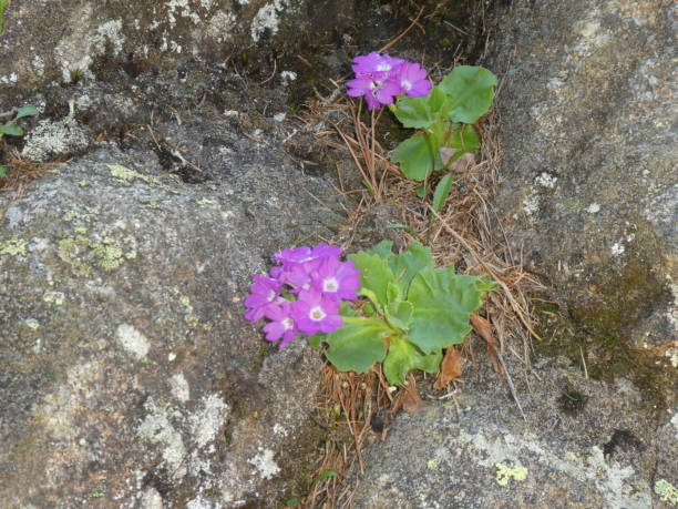 istock flower with purple blossom in the mountains 1160902886