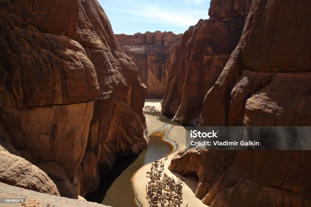 Guelta Archei with camels. This gelt is one of the largest in the Sahara. Chad - Central Africa Stock Photo