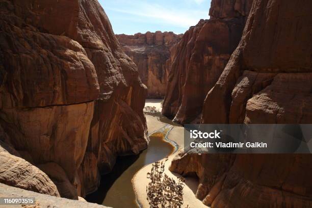 Guelta Archei With Camels This Gelt Is One Of The Largest In The Sahara Stock Photo - Download Image Now