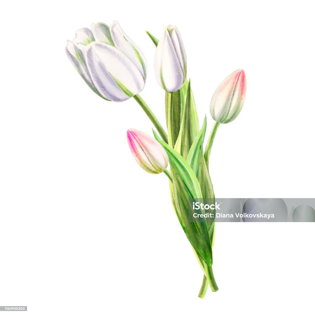 Thành Phần Hoa Tulip Trắng Tuyệt Đẹp Bộ Sưu Tập Hoa Vẽ Điểm Đánh ...