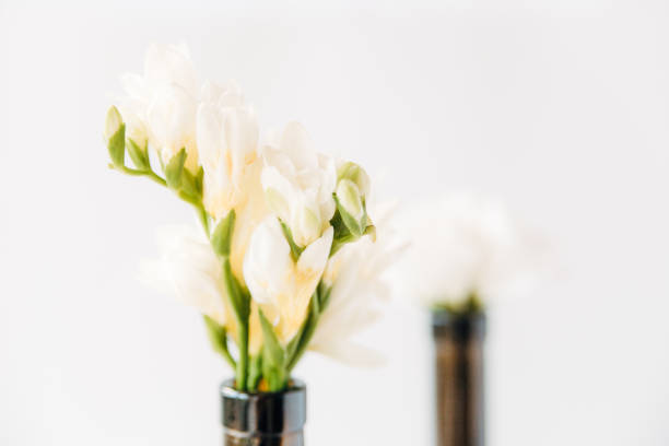 istock light bouquet in bottles.minimal composition of beautiful white flowers.copy space.white background.close up view 1160905549