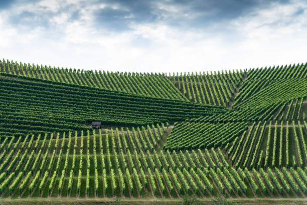 A big pattern of a vineyard on a hill, the the blue cloudy sky above