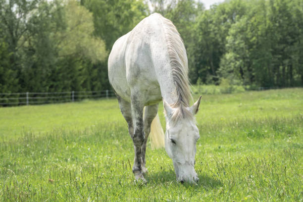 istock Horse standing on a field with green grass 1160906870