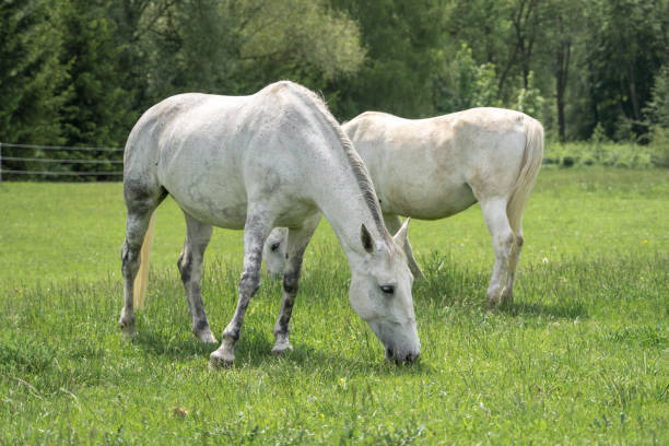 istock Horses standing on a field with green grass 1160906882