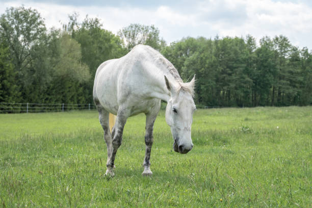istock Horse standing on a field with green grass 1160907568