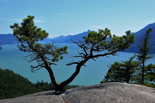 A v-shaped tree growing out of a rock with Howe Sound in the background
