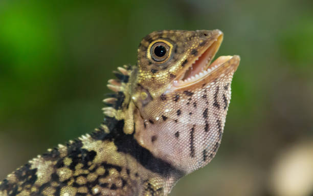 Blue-eyed Anglehead Lizard stock photo