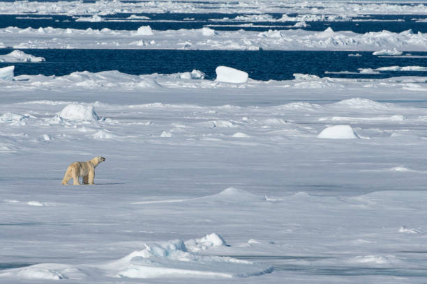 istock Polar Bear walking on the pack ice pack  at svalbard 1160908931