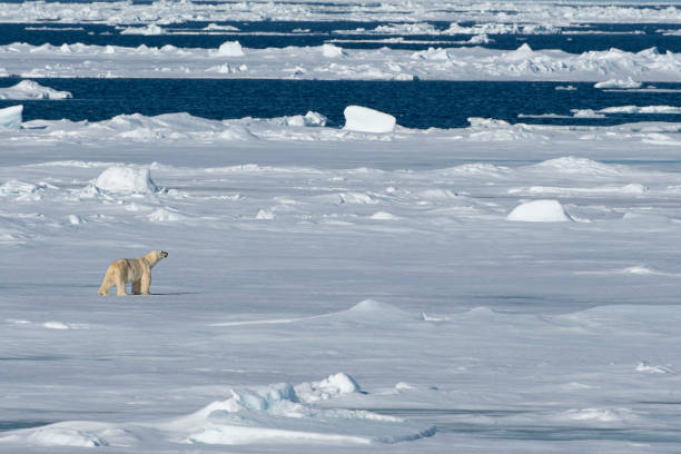 polar bear walking on the pack ice pack  at svalbard - pack ice imagens e fotografias de stock