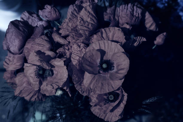 istock Stylized tinted summer flowers poppies 1160909229