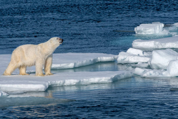 istock Polar Bear walking on the pack ice hotizontal view at svalbard 1160909874