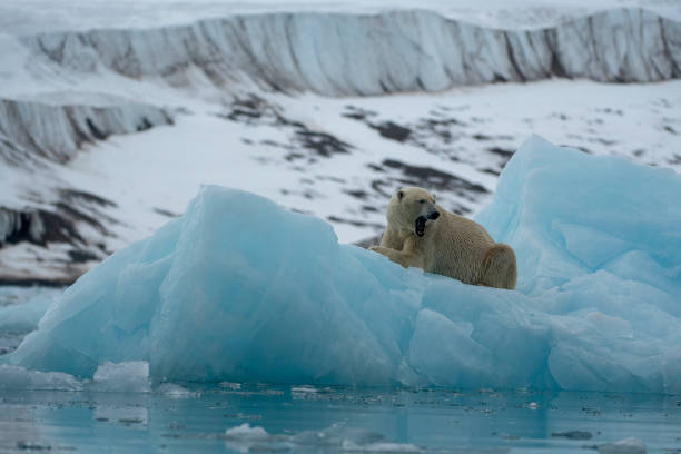 istock Polar bear in glacier environments at Svalbard 1160910238