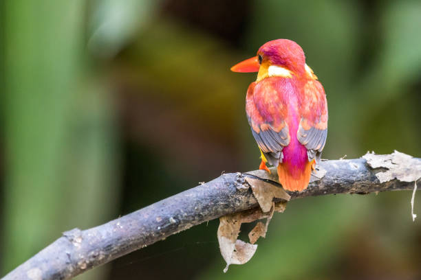 istock Beautiful bird Rufous-backed Dwarf-Kingfisher (Ceyx rufidorsa) perched 1160911325