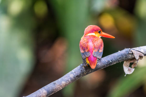 istock Beautiful bird Rufous-backed Dwarf-Kingfisher (Ceyx rufidorsa) perched 1160911370