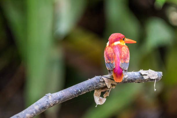 istock Beautiful bird Rufous-backed Dwarf-Kingfisher (Ceyx rufidorsa) perched 1160911417