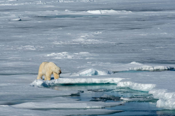 istock Polar Bear walking on the pack ice hotizontal view at svalbard 1160911435