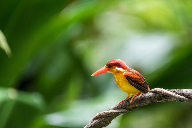 istock Beautiful bird Rufous-backed Dwarf-Kingfisher (Ceyx rufidorsa) perched 1160911462