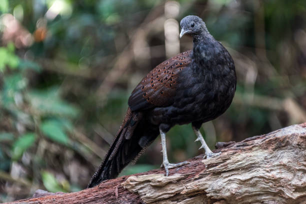 istock Male Mountain Peacock-Pheasant / Rothschild's Peacock-Pheasant / Mirror Pheasant 1160911471