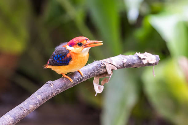 istock Beautiful bird Rufous-backed Dwarf-Kingfisher (Ceyx rufidorsa) perched 1160911580