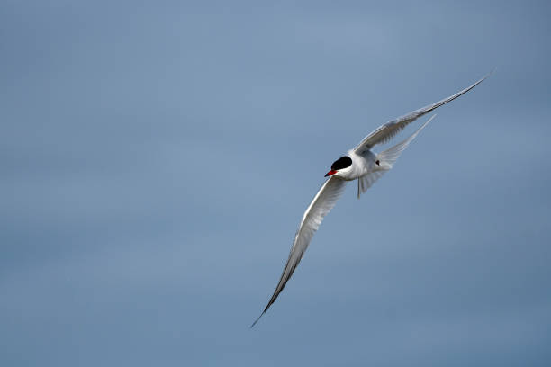 Artic Tern in flight at svalbard island Artic Tern in flight at svalbard island paradisaeidae stock pictures, royalty-free photos & images