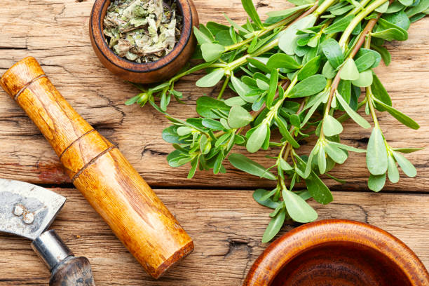 istock Purslane medicinal plant 1160912824