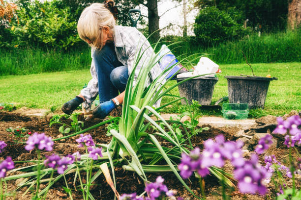 Healthy plants and good soil just need sun and water